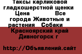 Таксы карликовой гладкошерстной щенки › Цена ­ 20 000 - Все города Животные и растения » Собаки   . Красноярский край,Дивногорск г.